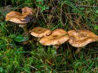 Pilzreihe im hohen Gras